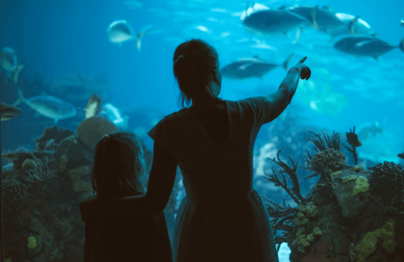 Zee Aquarium Bergen